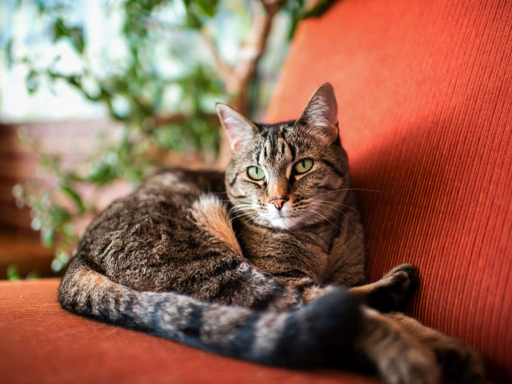 The Hungriest Cat in the House Might Be the Sickest