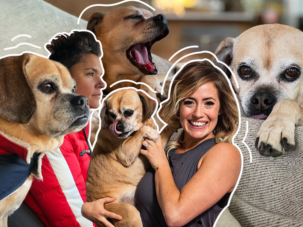 6 Senior-Dog Essentials That Actually Make Old Age Easier