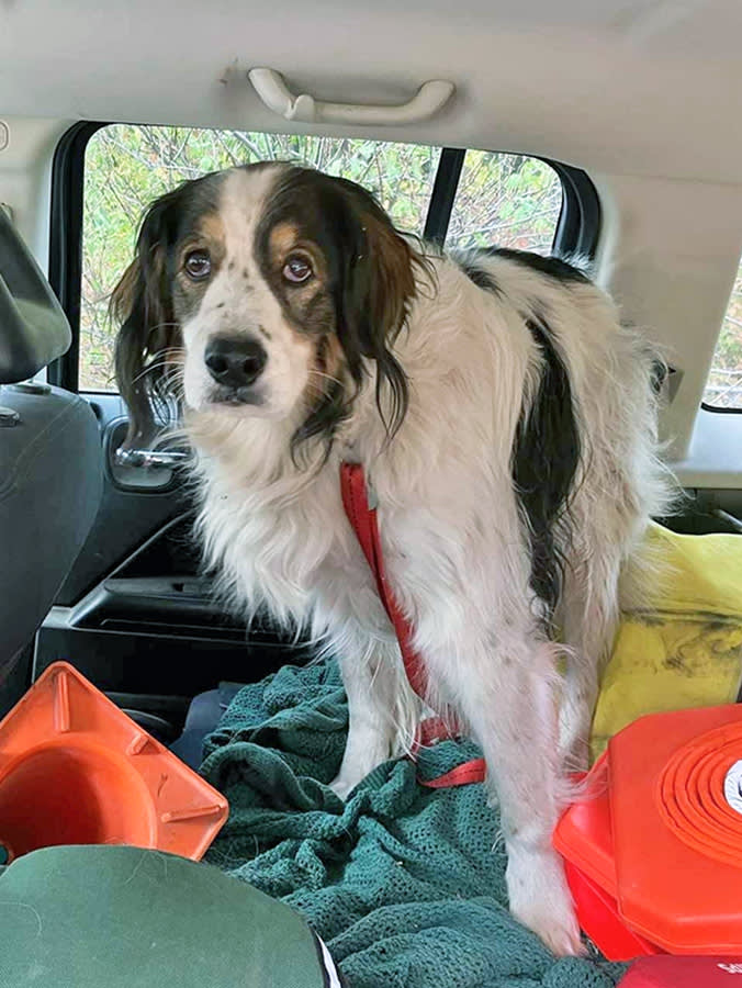 A 13-Year-Old Dog Lay Down in the Road So a Deputy Would Follow Her Home