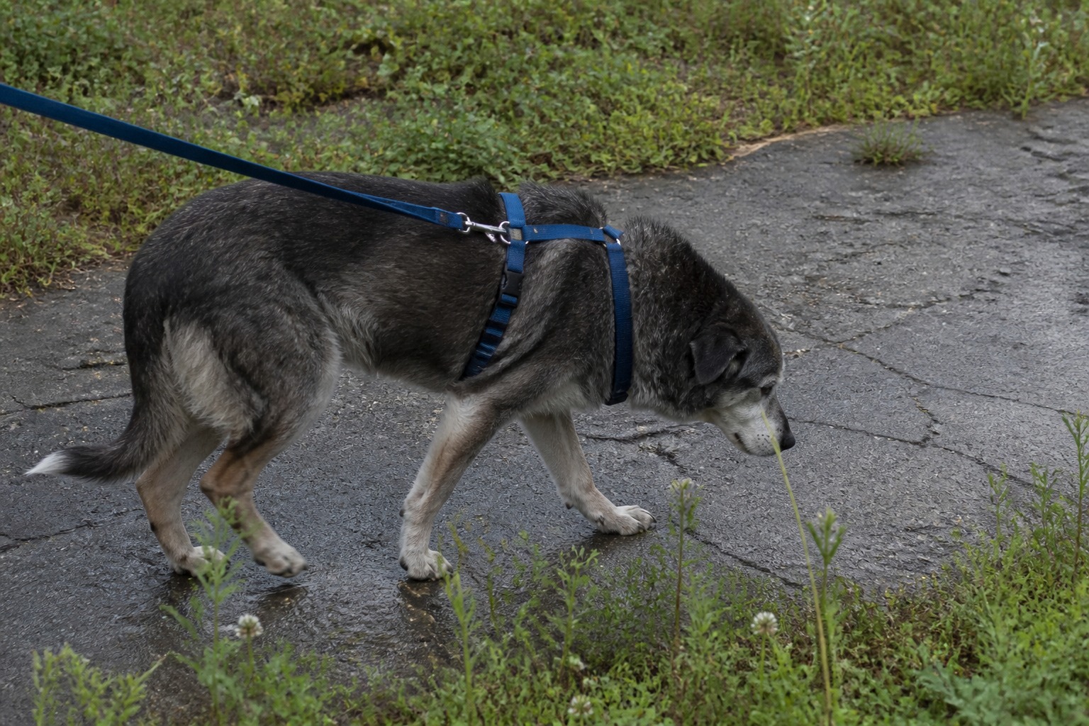 Of All the Pet CBD Claims, Arthritis Is the One With Real Science