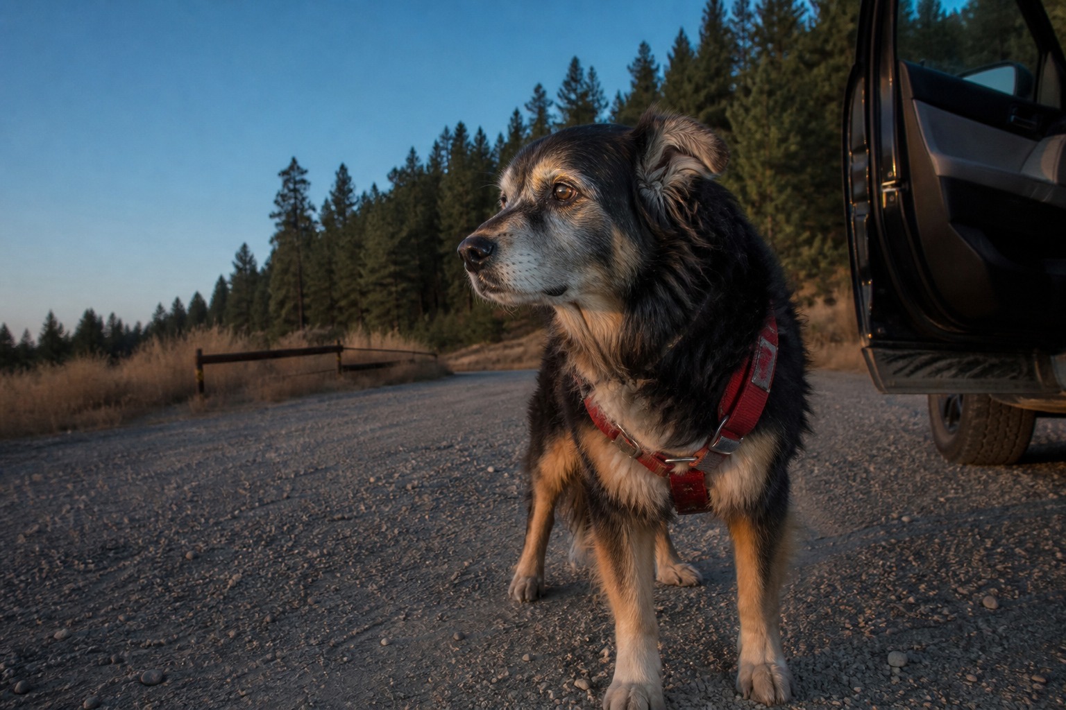 A 13-Year-Old Dog Lay Down in the Road So a Deputy Would Follow Her Home