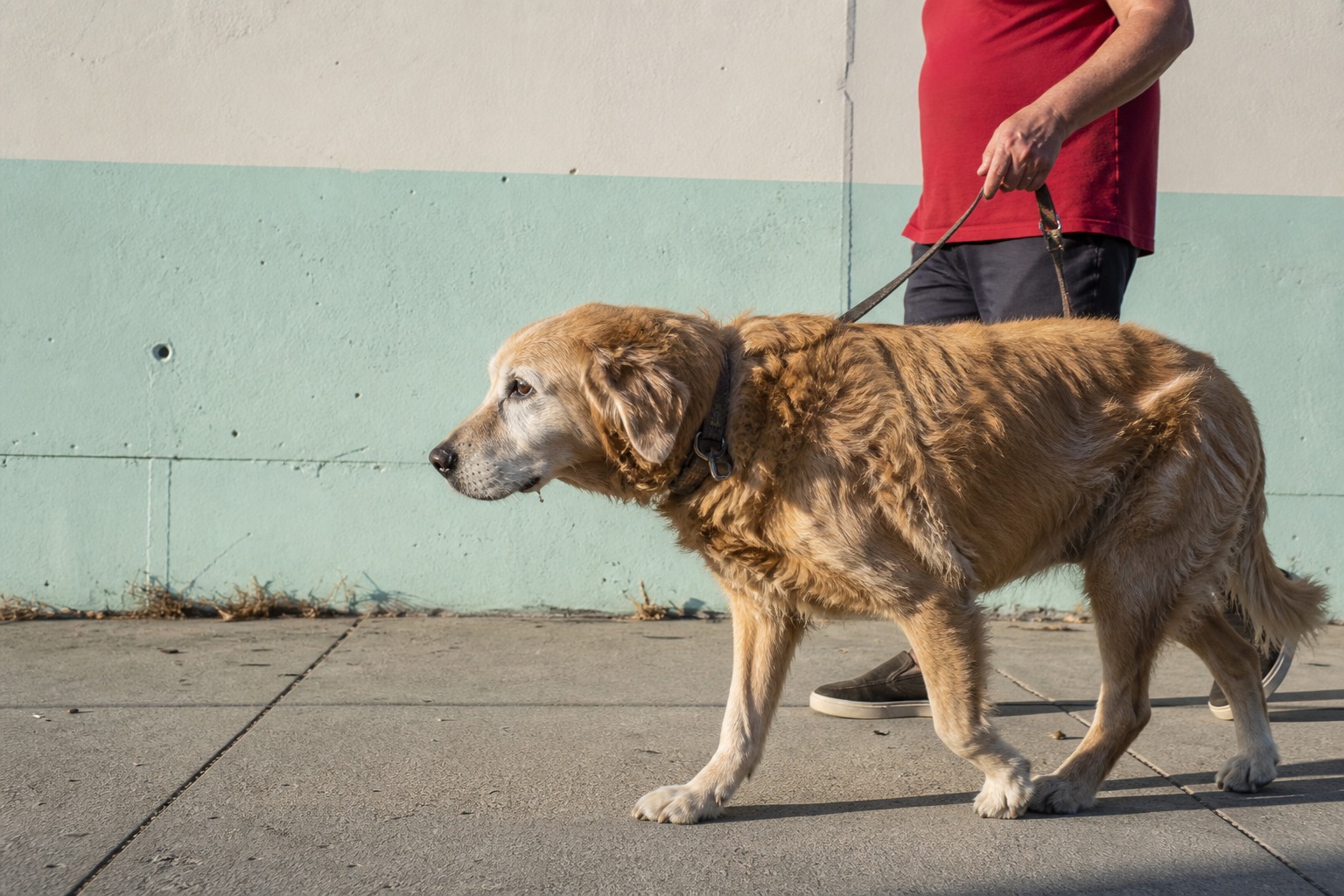 Your Dog Can Take the Anti-Aging Pill Today. Read the Fine Print First.