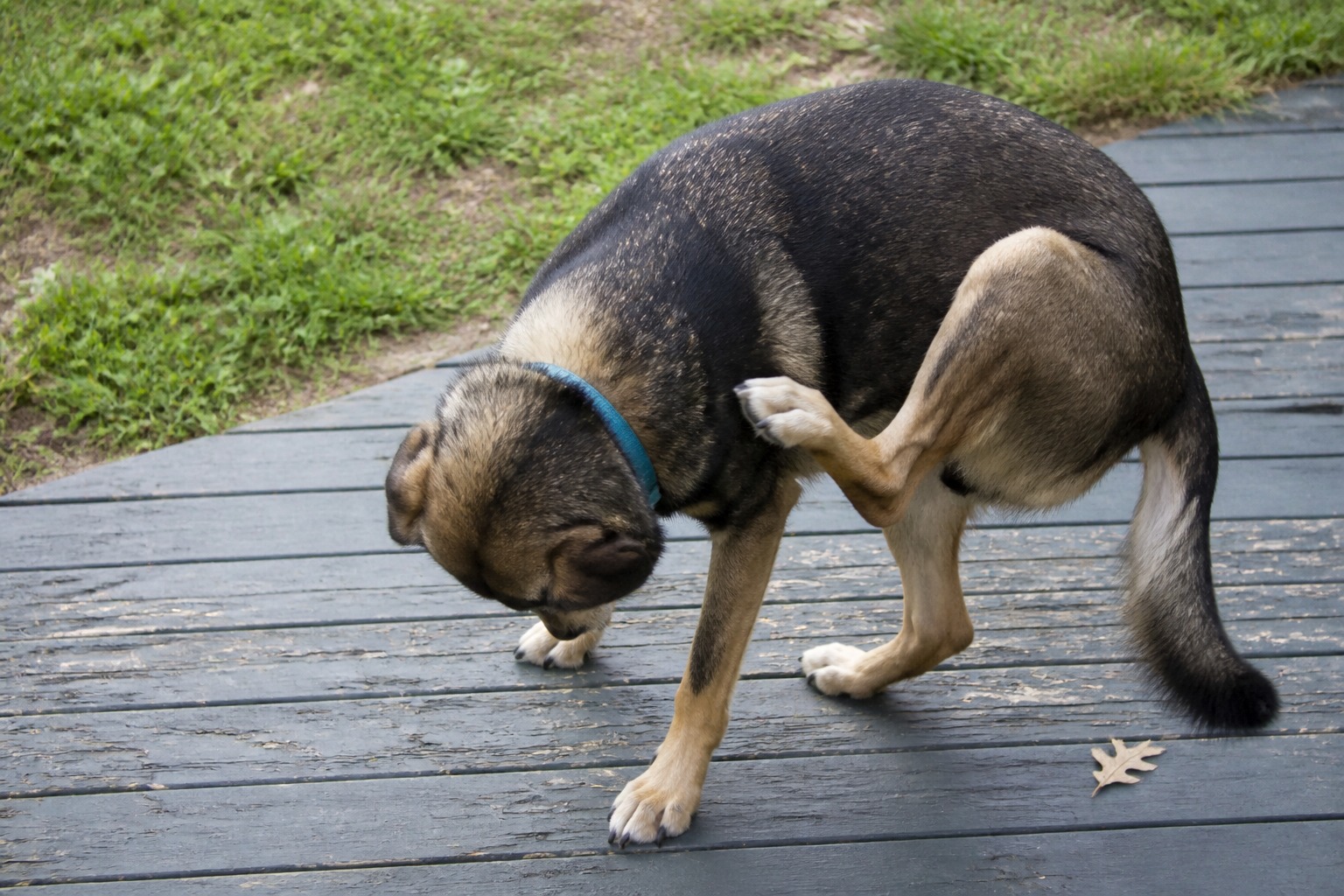 Seresto's Collar Was Tied to Thousands of Pet Deaths. Here's What the Numbers Actually Mean.