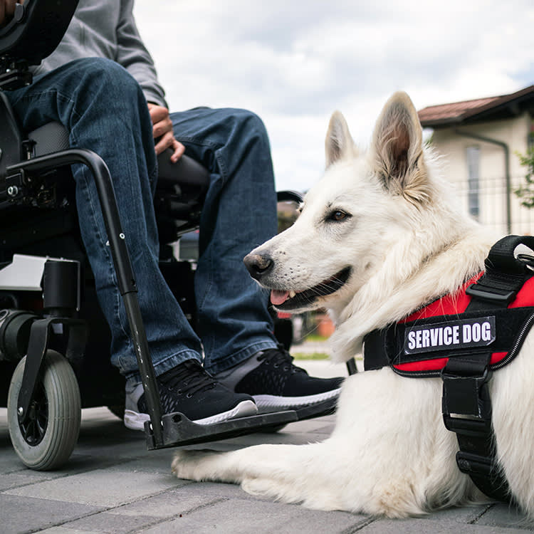 Not All Service Dogs Are Guide Dogs. Here's What They Actually Do