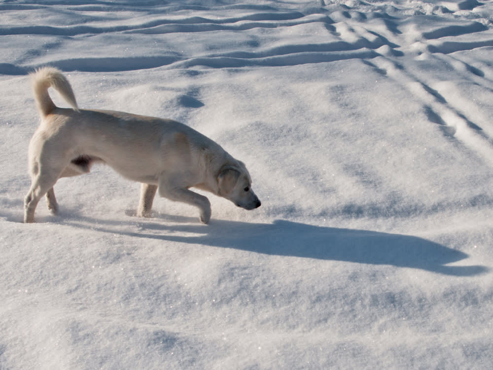 Shadow Chasing in Dogs: Where the Line Between Quirk and Compulsion Really Is