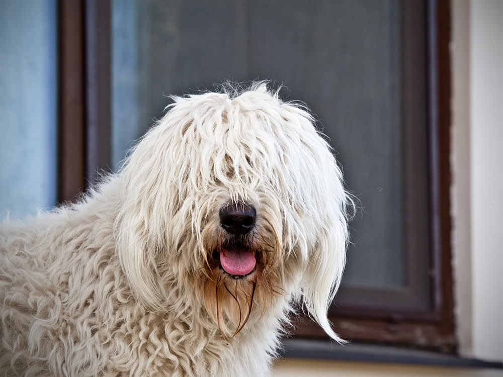 The Shaggy-Dog Look Comes at a Price: Your Dog Can't See