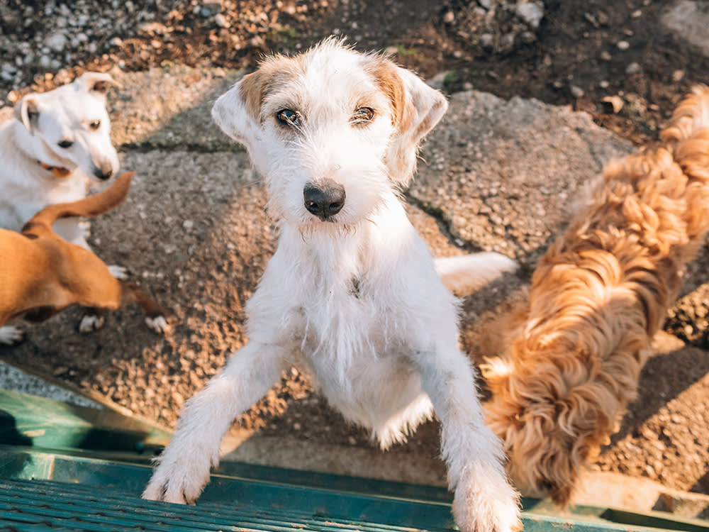 12 Questions a Shelter Won't Volunteer, But Will Answer