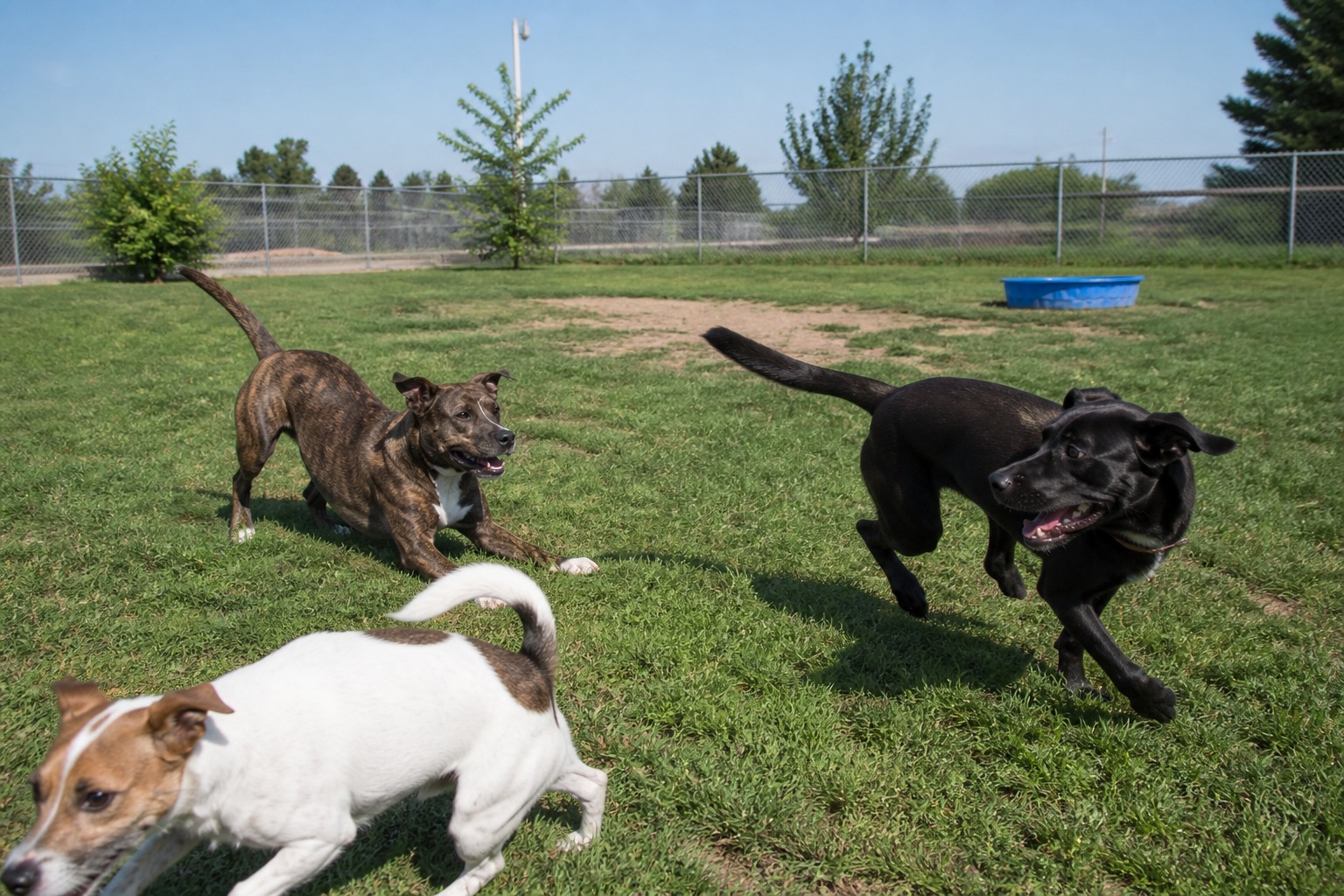 The Shelter Dog Everyone Called 'Aggressive' Just Needed a Playground