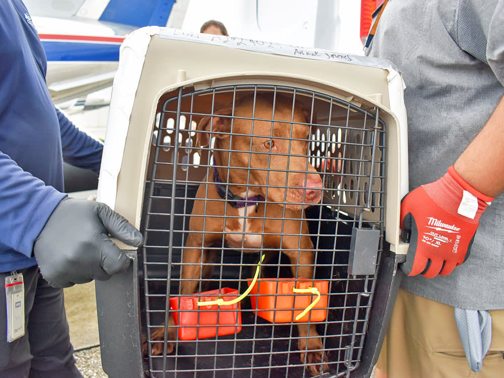 The Pets Who Survived Hurricane Milton Left Before It Hit
