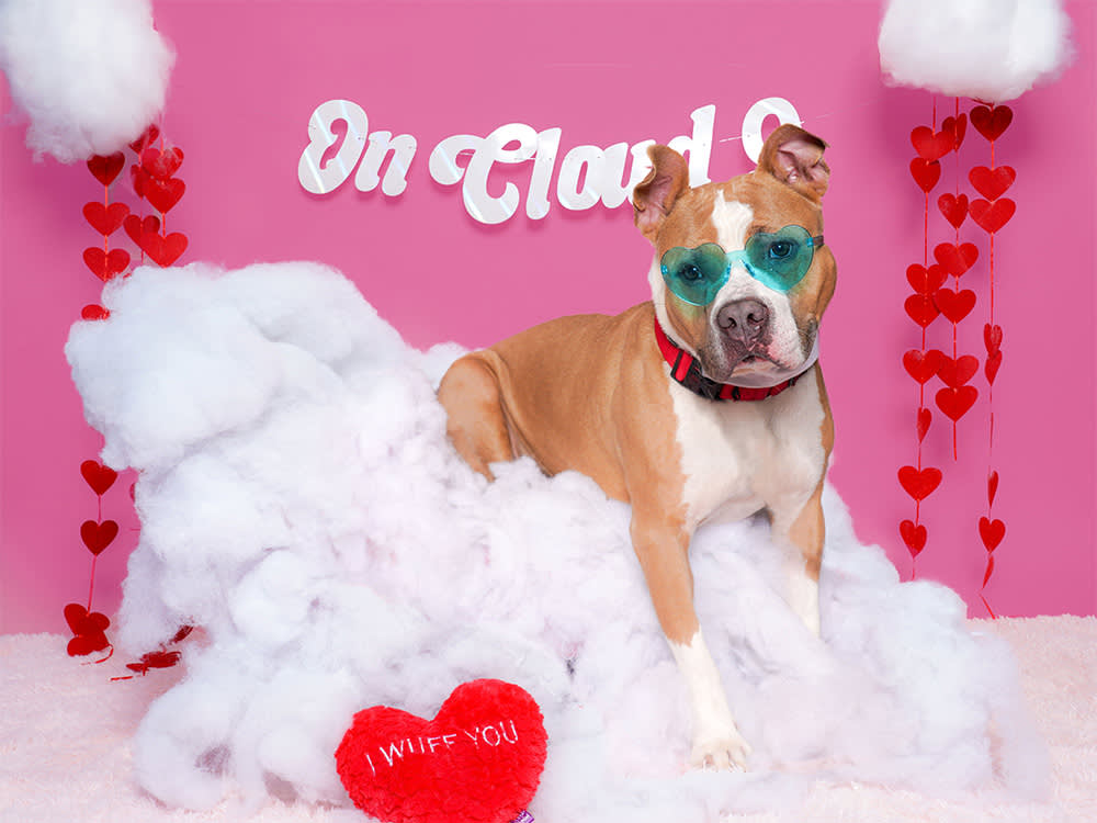 That Adorable Valentine's Shelter Shoot Is a Targeted Adoption Strategy