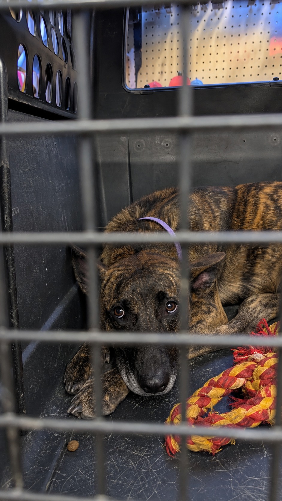 40 Malinois in One Apartment. The Crowding Wasn't the Cruelty.