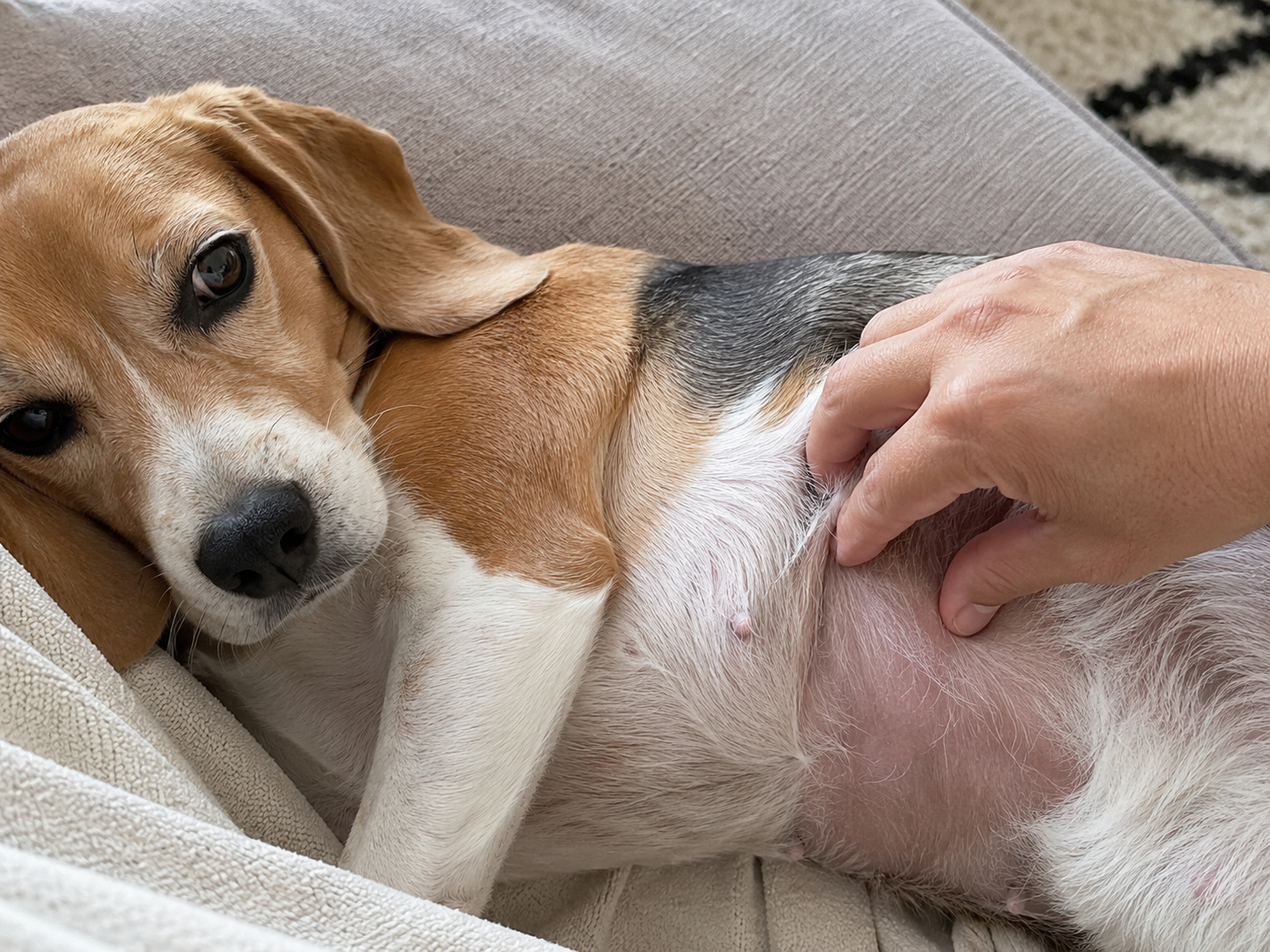 Your Dog Broke Out in Hives. The Bumps Aren't the Scary Part