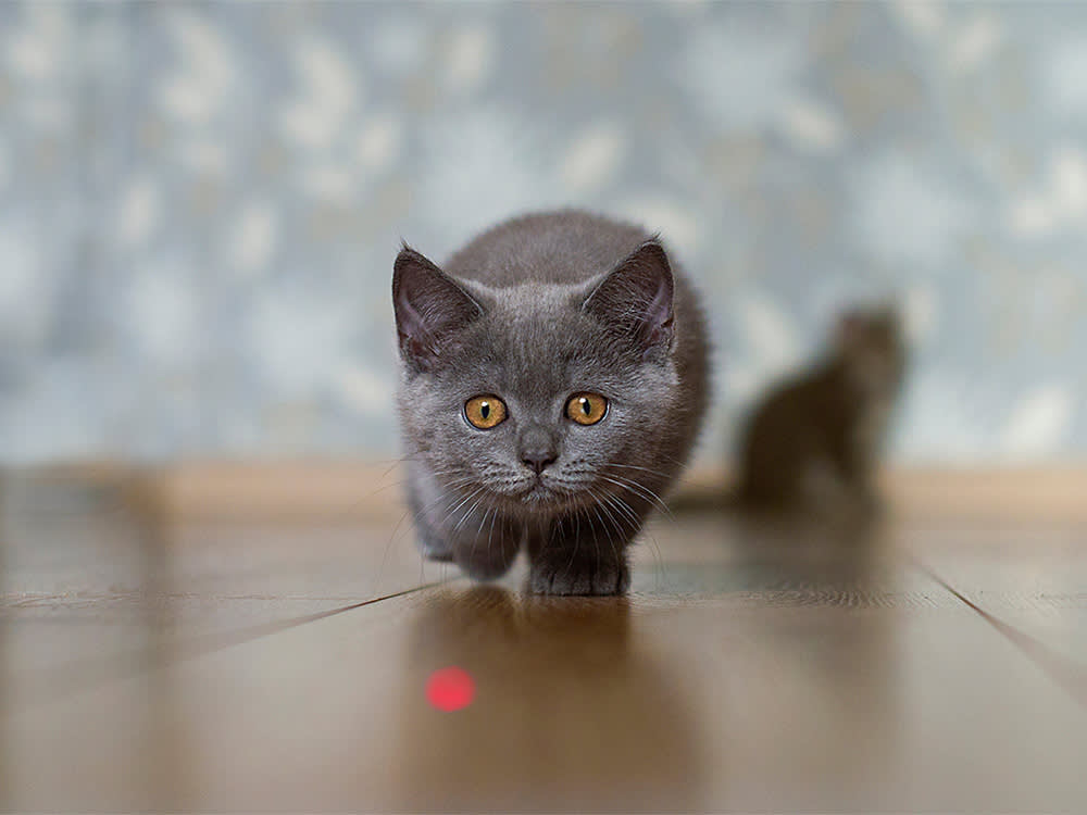 The Laser Pointer Isn't the Problem. The Missing Ending Is
