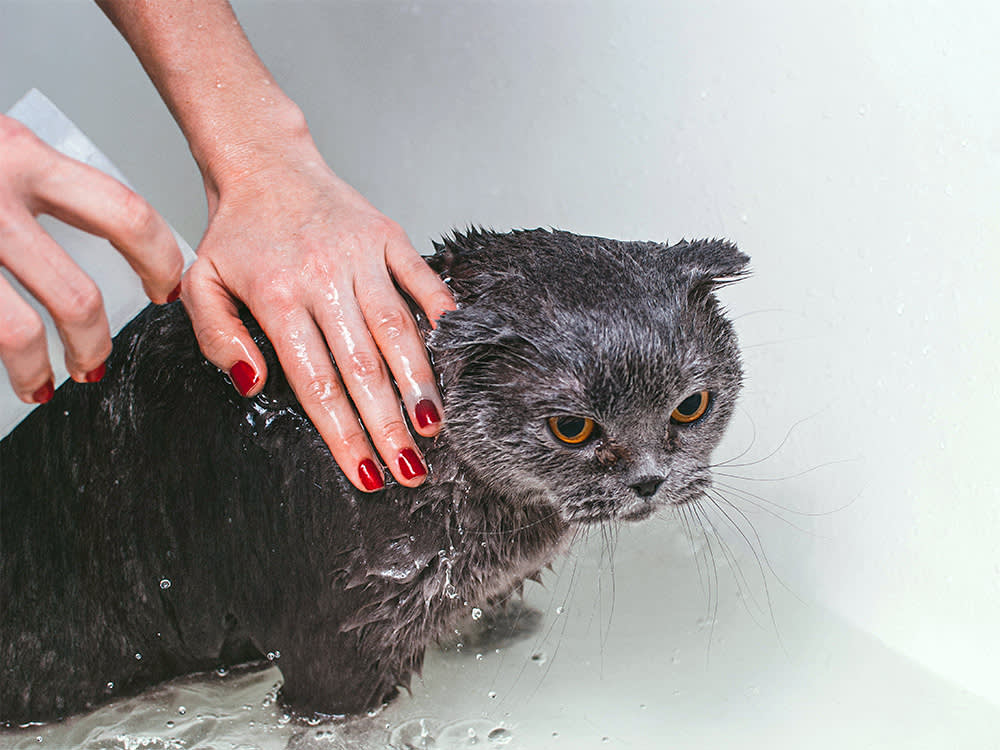 The Secret to Bathing Your Cat: Almost Never Do It