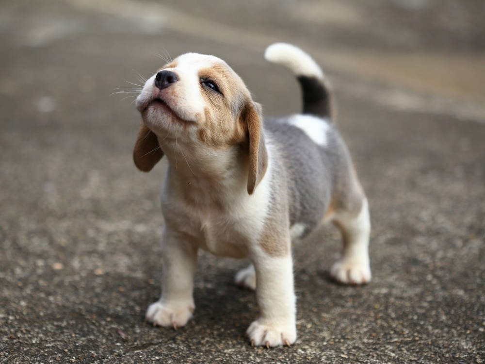 The Only Puppy in the Litter Missed a Class. It Shows Up Years Later as a Bite.