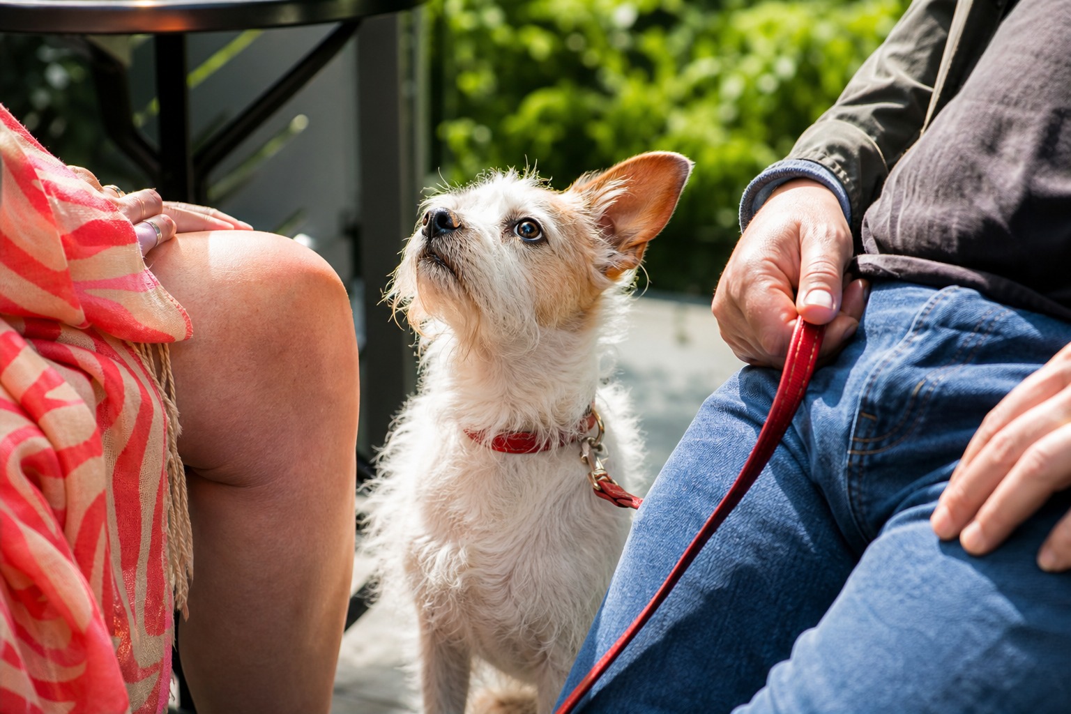 Your Dog Is Listening Even When You're Not Talking to Them