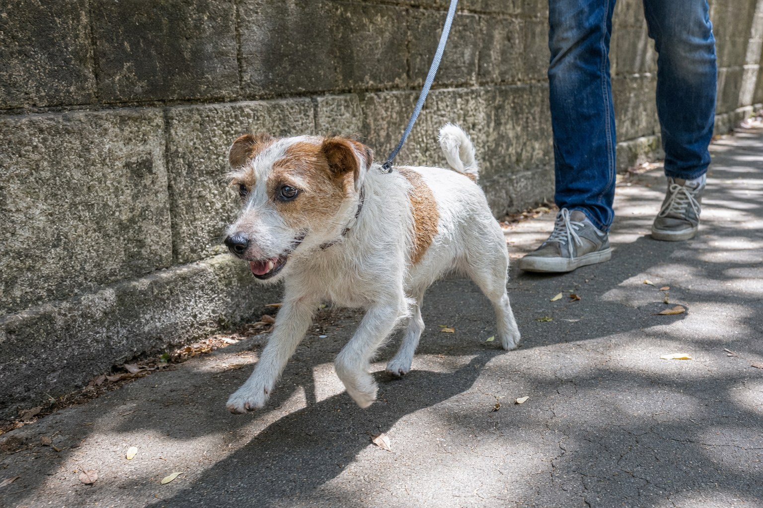 Your Little Dog Isn't Peeing More Because of a Tiny Bladder. It's a Bluff.