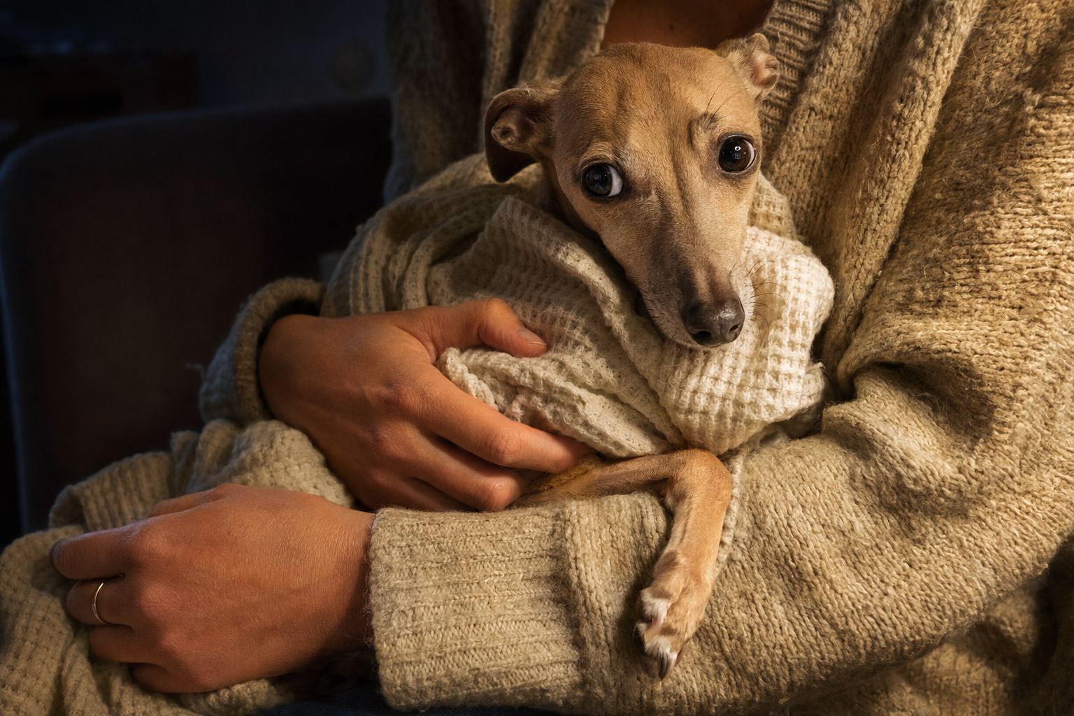 Most Dog Shaking Is Harmless. Here's the Kind That Isn't.
