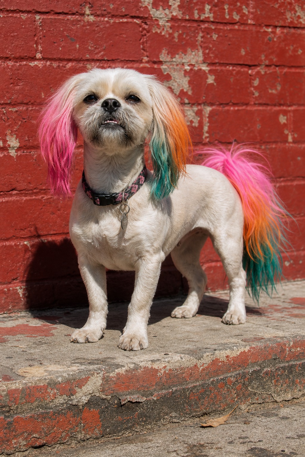 He Lost 90% of His Business. Then He Groomed 1,461 Dogs for Free.