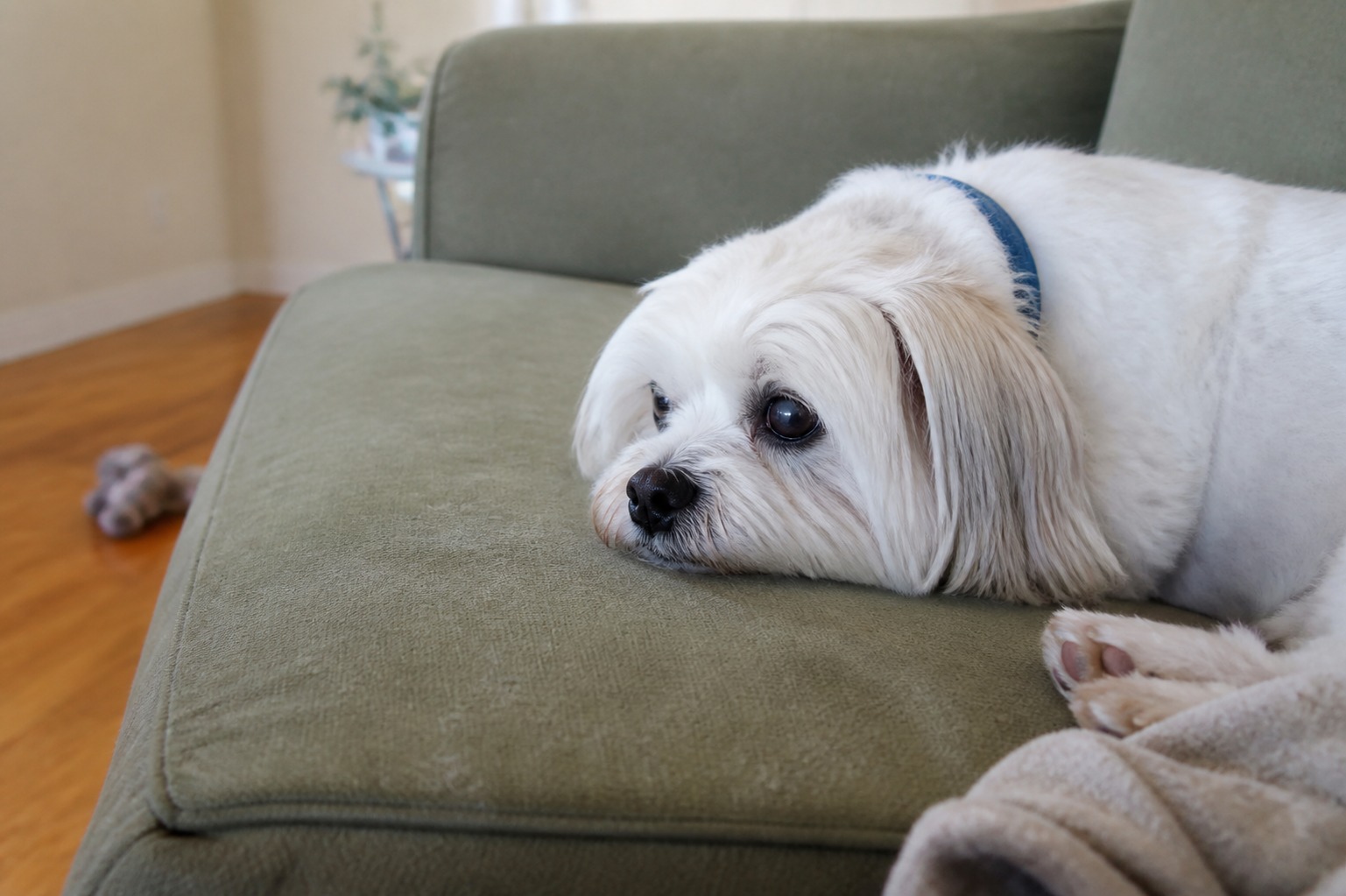 She Came Home to a Box of Ashes. Her Sitter Had 118 Five-Star Reviews.