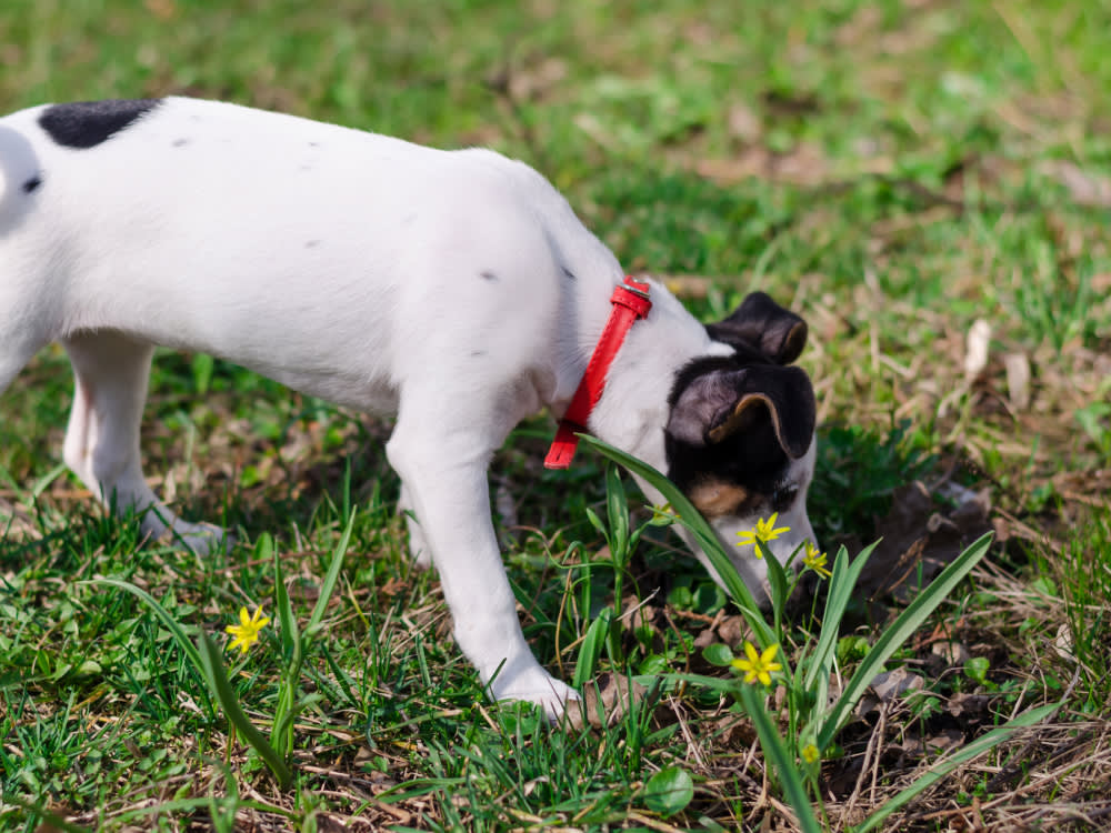 Your Dog Isn't Pulling. You're on the Wrong Outing.