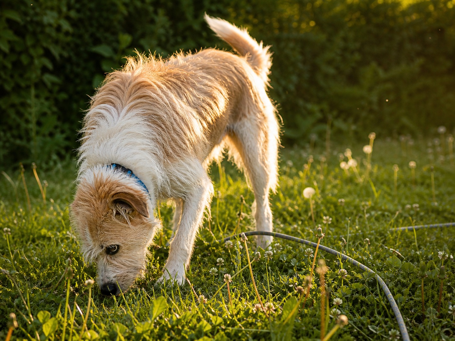 Scent Work Isn't a Party Trick. It Measurably Makes Your Dog More Optimistic.
