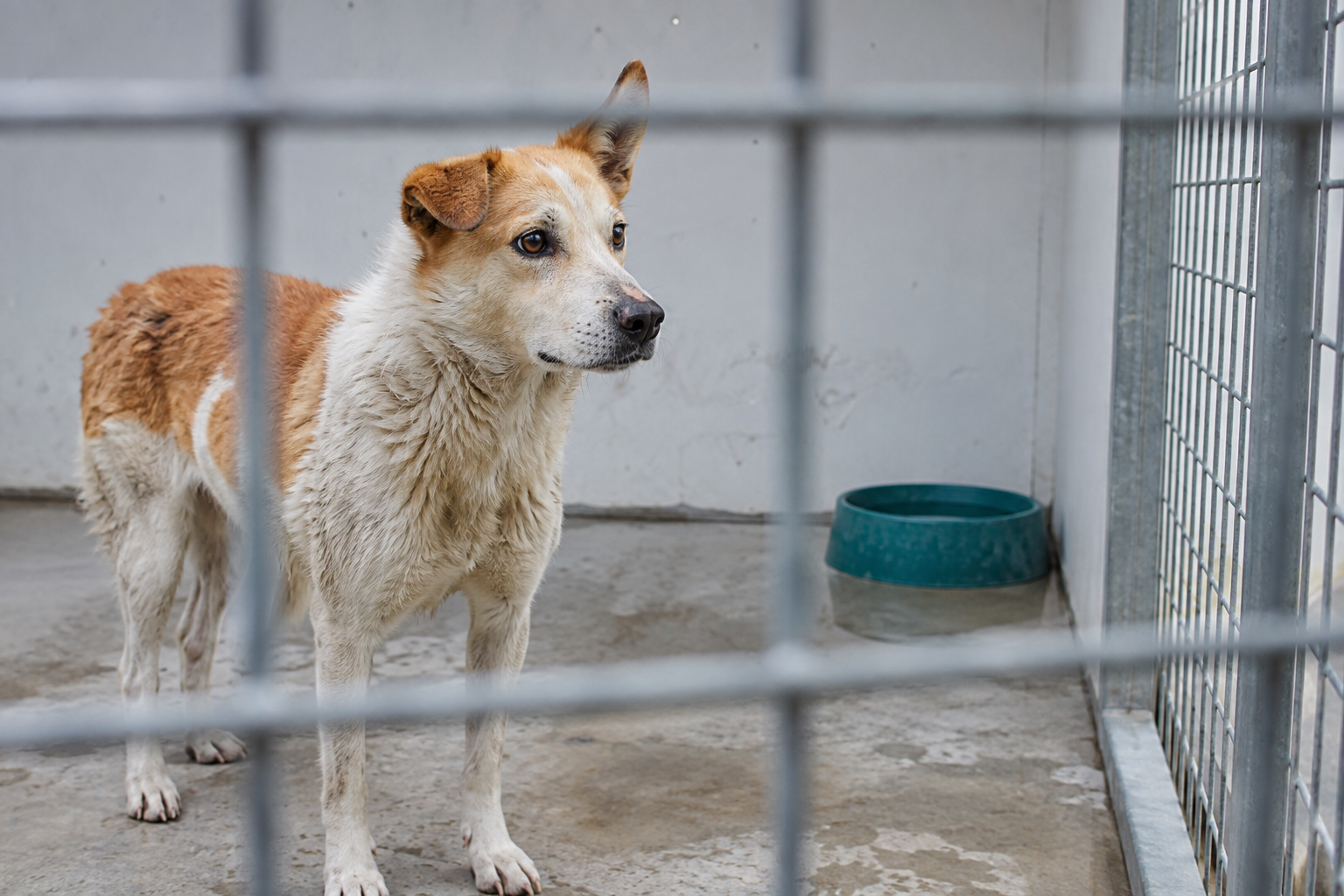 South Korea Outlawed Its Dog Meat Trade. The Hard Part Is the Half-Million Dogs Left Behind.