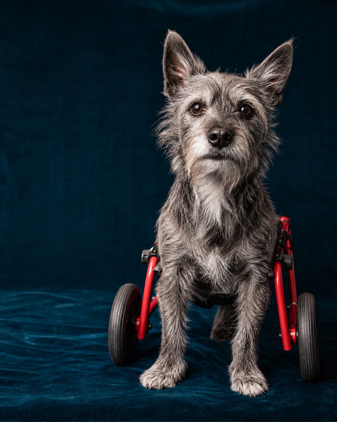 The 11 'Less Adoptable' Puppy Bowl Stars Who Prove the Label Wrong