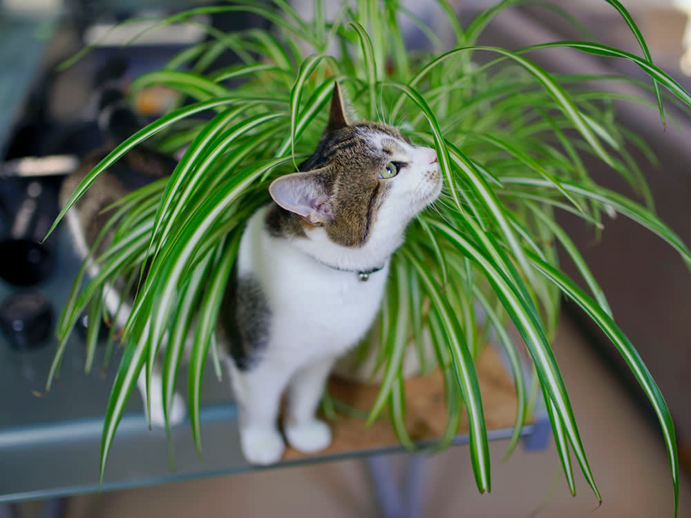 The Spider Plant Gets a Pass. The Watering Can Is the Problem
