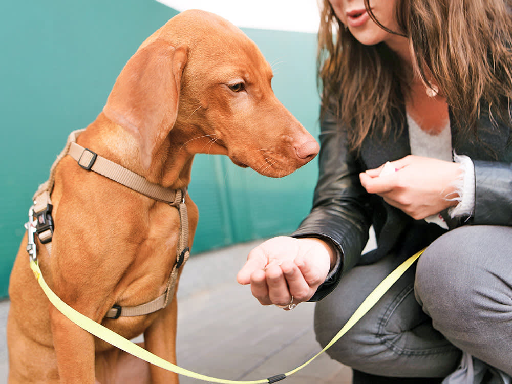 The Algorithm Rewards Bad Dog Training. Here Are 10 Tells.