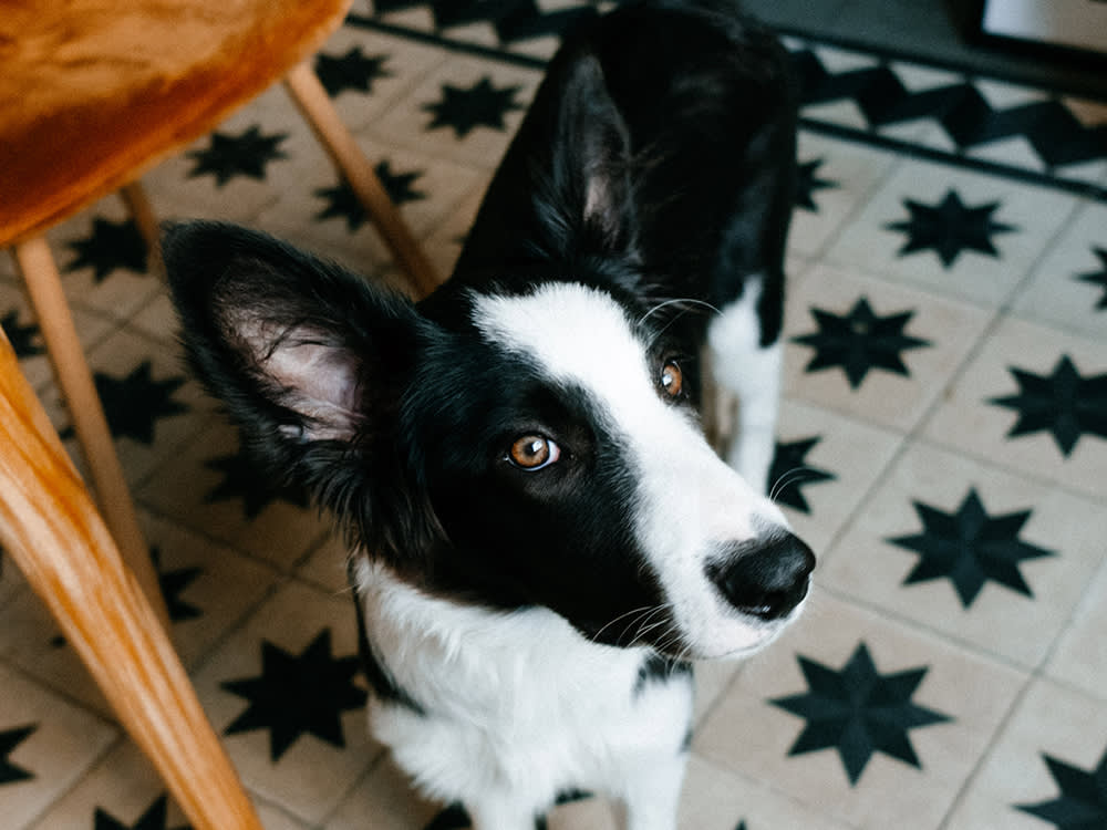 Stem Cells Won't Regrow Your Dog's Cartilage. Here's What the $3,000 Actually Buys.