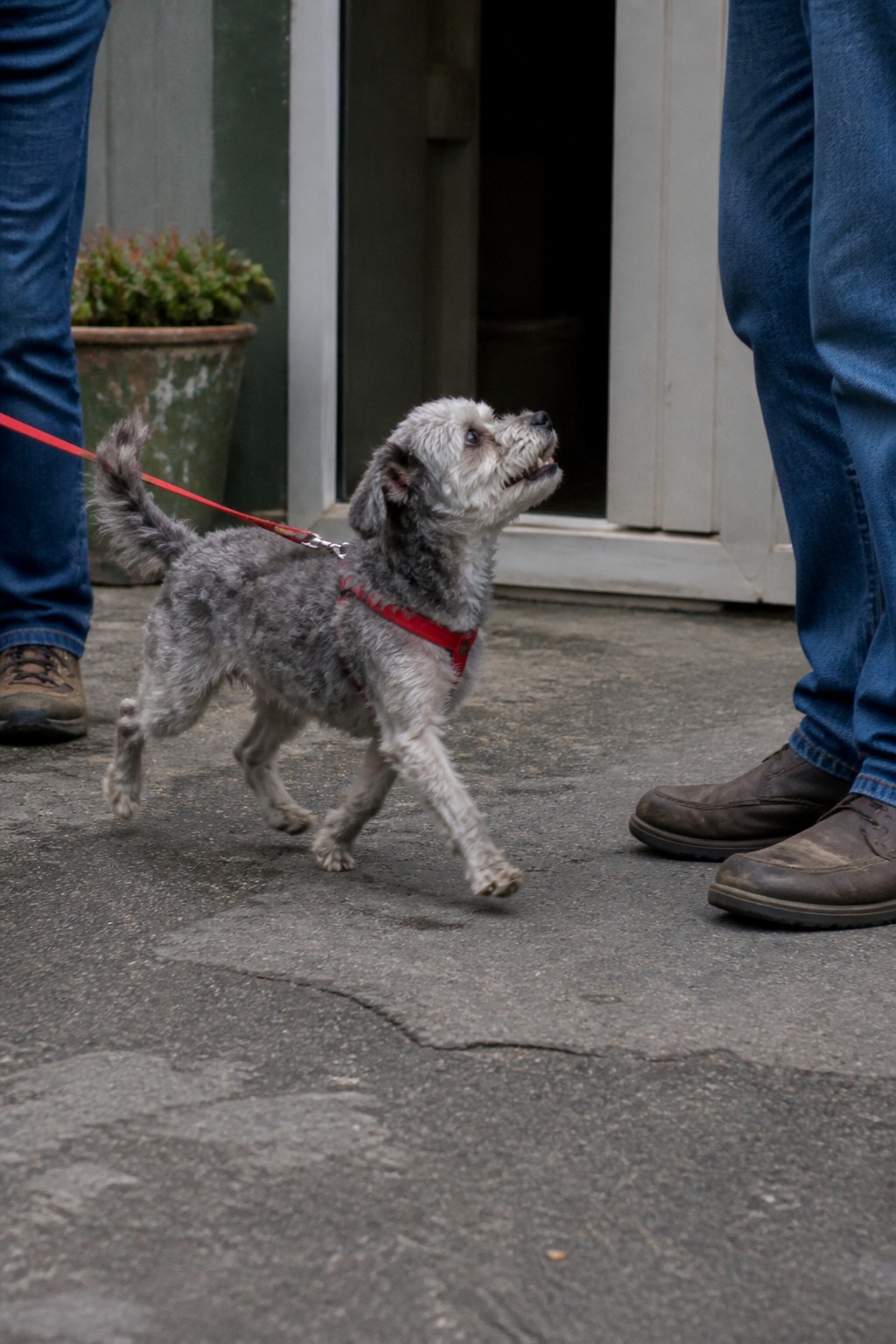 The CNN Hero of the Year Fosters Dogs for People in Addiction Recovery