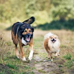 The Victorians Didn't Invent Dog Breeds. The Stone Age Did.