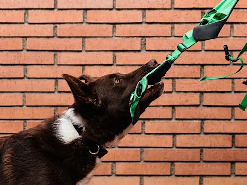 The One-Word Diagnosis Is Ruining Your Dog's Training
