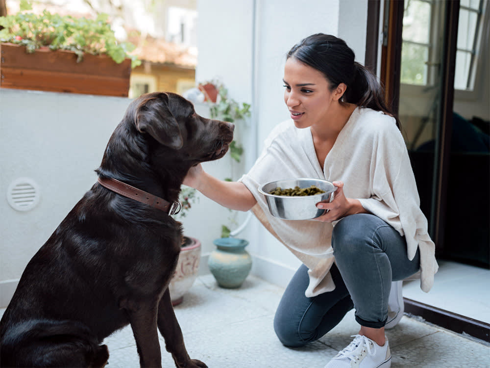 Stop Measuring Your Dog's Food in Cups. Here's the Number That Matters.