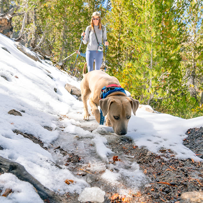 Stop Steering. The Walk Is the One Thing Your Dog Should Get to Decide.