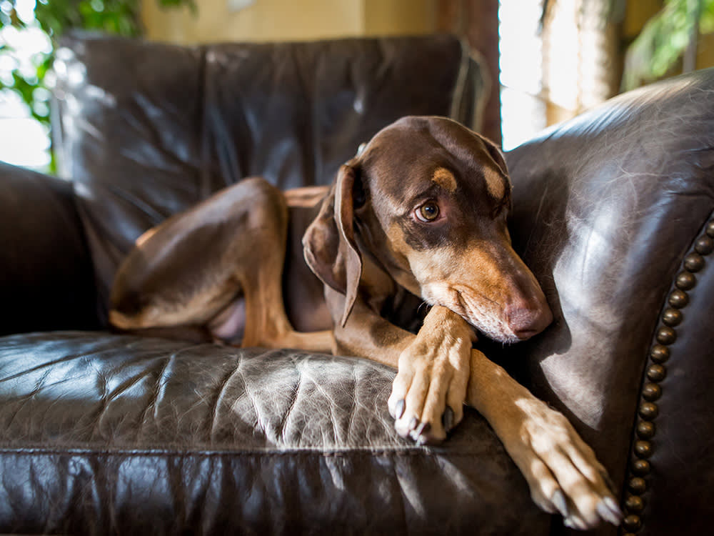 Stop Telling Yourself Your Dog Was Abused
