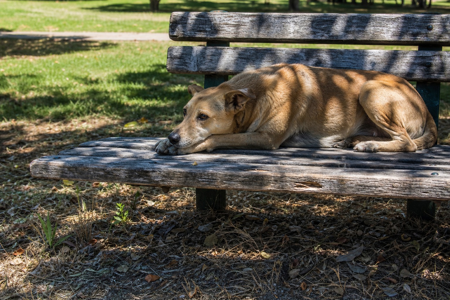 One in Three Pets Has No Home. The Top Reason People Give Theirs Up Isn't Cruelty.