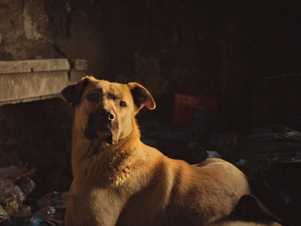 'Stray' Filmed a Country That Protected Its Street Dogs. That Country Is Gone.