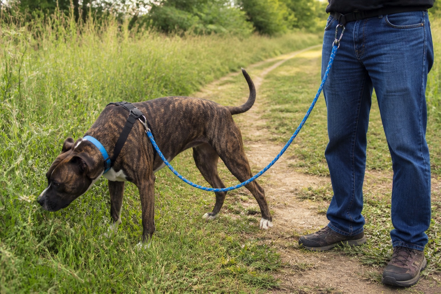 Your Dog Pulls Because You Pull Back. Rock Climbers Found the Fix.