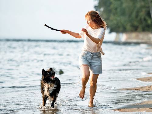 The Summer Hazards That Actually Land Dogs at the Vet: 10 to Watch