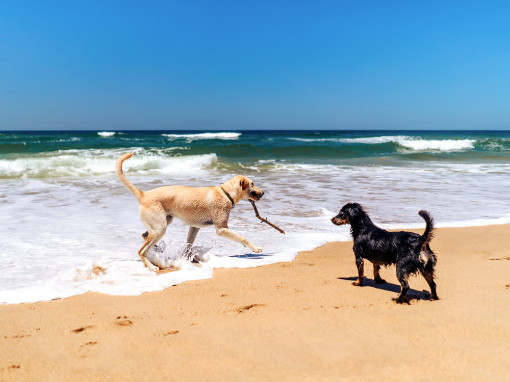 Don't Skip Your Dog's Summer Workout. Move It. Here Are 7 Ways.