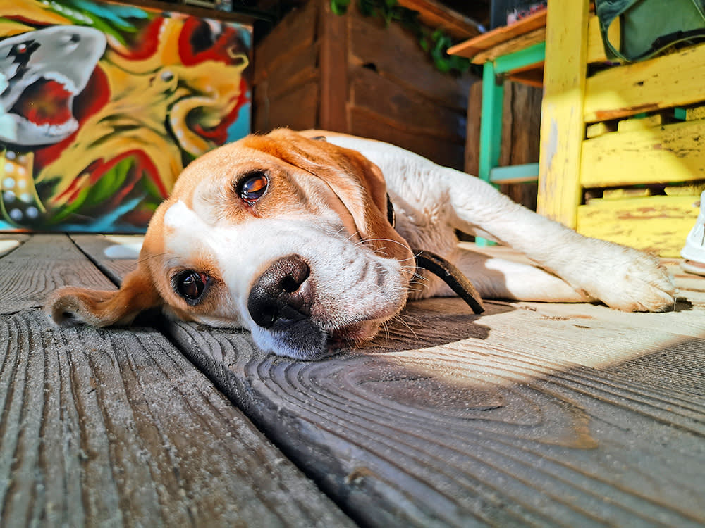 The Hot Car Isn't What Gets Most Dogs. The Walk Is.