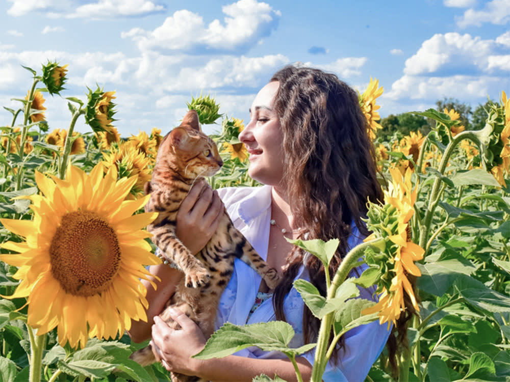 The Sunflower Won't Hurt Your Cat. The Seeds Are a Different Story