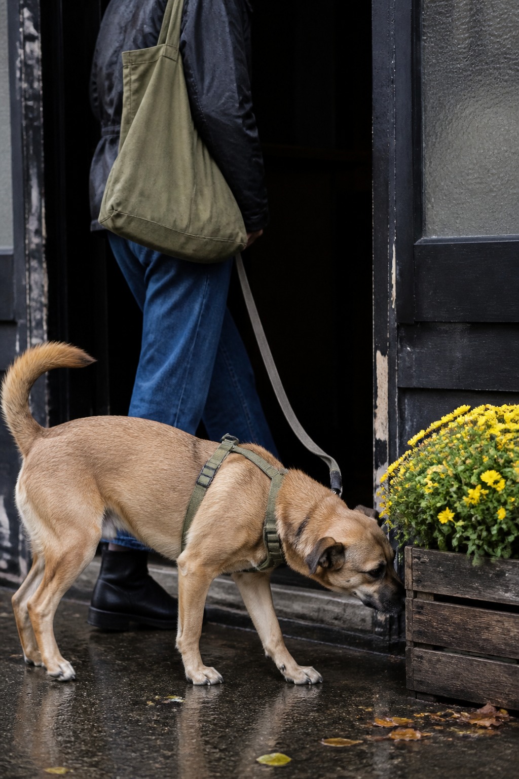 The 1% Pledge Is the Floor, Not the Finish Line: 9 Pet Brands That Go Further