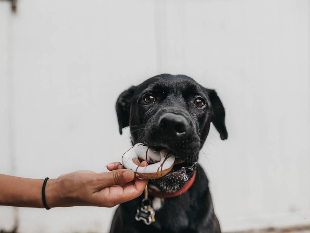 The Sweetener That Kills Dogs Often Isn't Labeled "Xylitol"