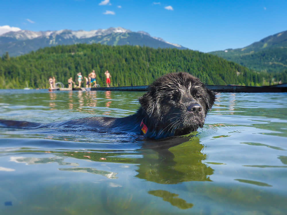 Don't Teach Your Dog to Swim. Teach Them to Get Out.
