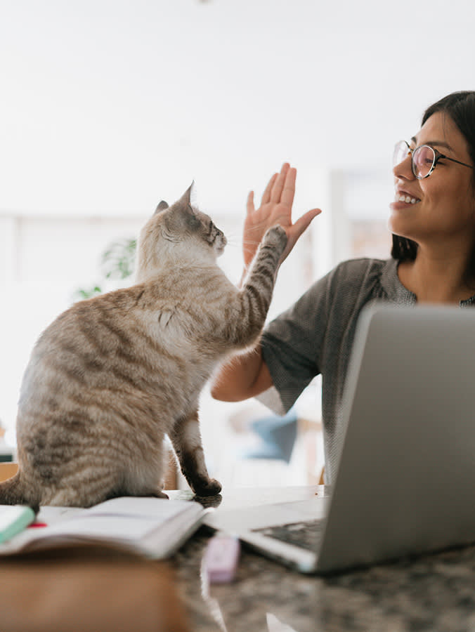 Your Cat Can Learn to High-Five. The Secret Is a Sticky Note.