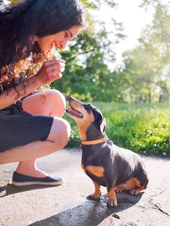 Your Puppy Won't Hold Still Long Enough to Sit. Fix That First