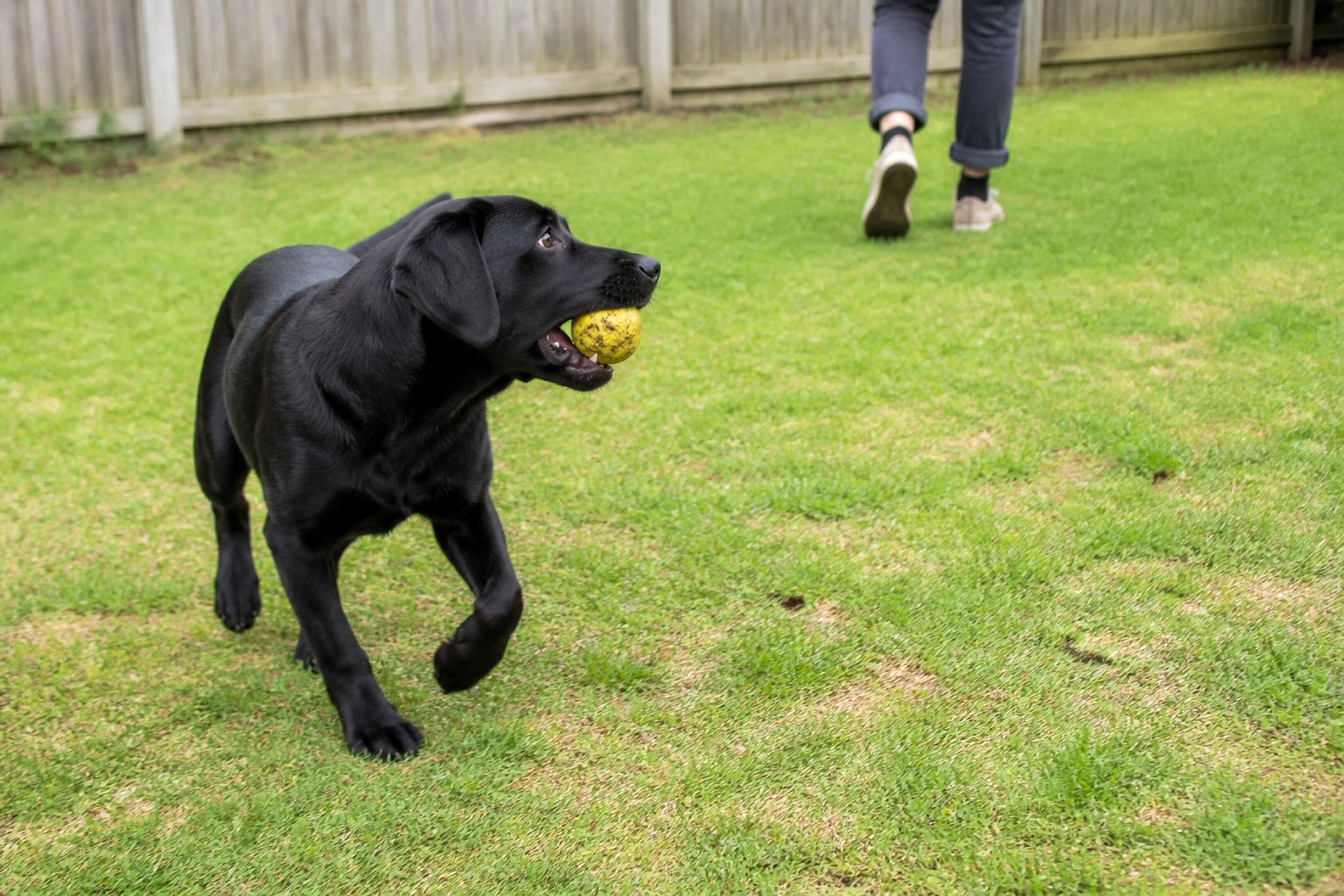Stop Chasing Your Dog. That's Why Fetch Isn't Working.